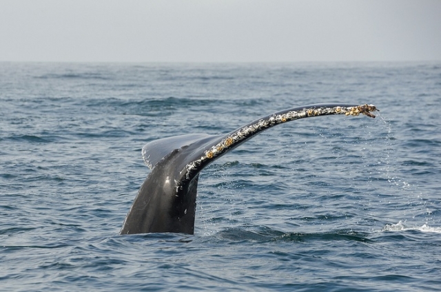  baleines dans le Pacifique 